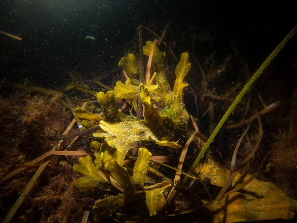 Foto van blaas wrack of Fucus vesiculosus een gemeenschappelijk zeewier incold noordelijke wateren. Foto uit Oresund, Malmö Zweden — Stockfoto