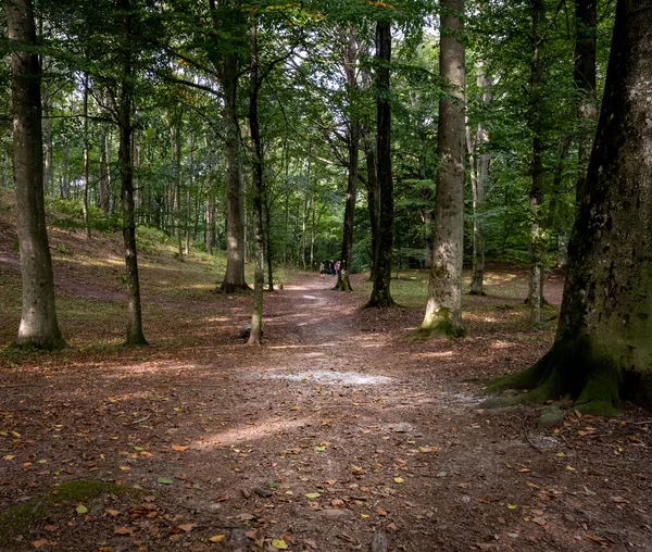 Una bella radura nella foresta illuminata dalla luce del sole. Immagine da vicino a Ringsjon, Scania, Svezia meridionale — Foto Stock