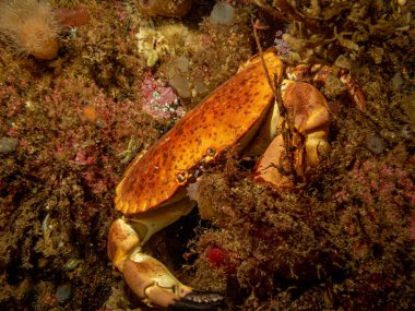 Yaygın bir deniz yıldızı, yaygın bir deniz yıldızı veya şeker denizyıldızı olan Asterias Rubens 'in yakın plan fotoğrafı. Fotoğraf İsveç, Hava Adaları 'ndan.