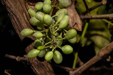 Ormandaki bir mantarın yakın plan fotoğrafı. Arka planda yeşil yosun var. Fotoğraf: Bokskogen, Malmö, İsveç