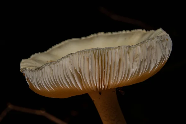 Uma imagem de perto de um fungo numa floresta. Fundo escuro. Imagem de Bokskogen, Malmo, Suécia — Fotografia de Stock
