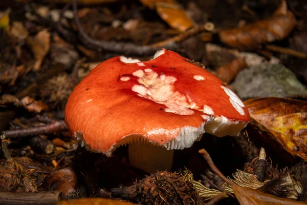 Un primer plano de un hongo en un bosque. Hojas de color marrón oscuro y naranja en el fondo. Foto de Bokskogen, Malmo, Suecia — Foto de Stock