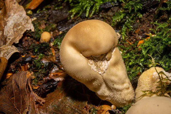 Un primer plano de un hongo en un bosque. Musgo verde en el fondo. Foto de Bokskogen, Malmo, Suecia —  Fotos de Stock