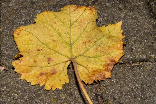 Een close-up foto van een bruin en geel herfstblad. Foto uit Malmö, Zweden — Stockfoto