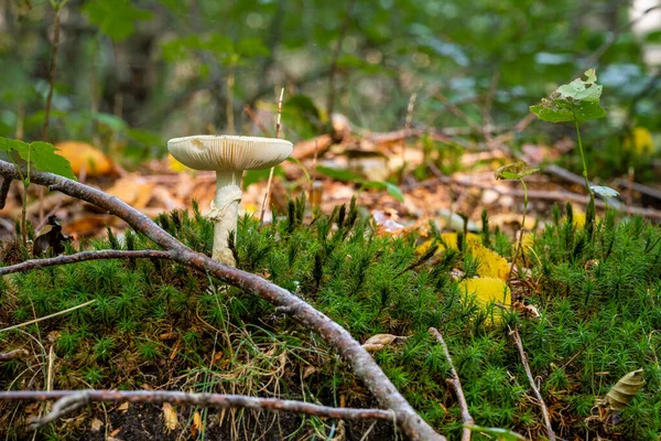 Uma imagem de perto de um fungo numa floresta. Verde brilhante, fundo embaçado — Fotografia de Stock