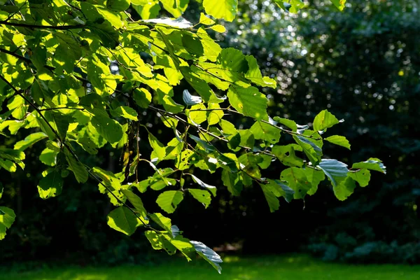 Листья на ветке дерева, освещенной солнцем. Изображение из округа Скания, Швеция — стоковое фото