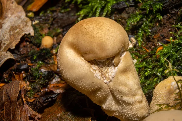 Uma imagem de perto de um fungo numa floresta. Musgo verde no fundo. Imagem de Bokskogen, Malmo, Suécia — Fotografia de Stock