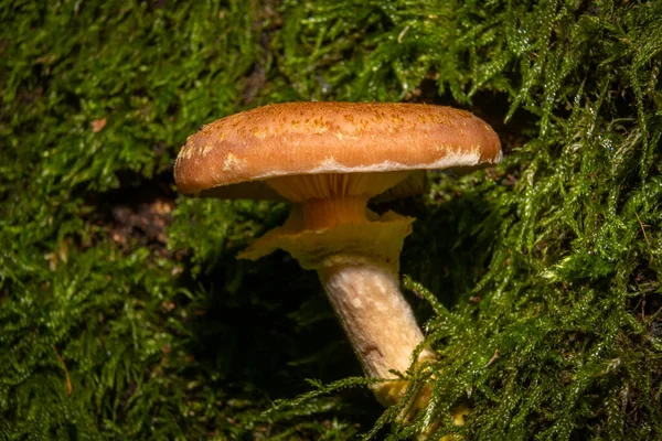 Крупный план грибка в лесу. Зеленый мох на заднем плане. Фото из Bokskogen, Malmo, Швеция — стоковое фото