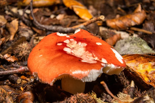 Ormandaki bir mantarın yakın plan fotoğrafı. Arka planda koyu kahverengi ve turuncu yapraklar var. Fotoğraf: Bokskogen, Malmö, İsveç — Stok fotoğraf