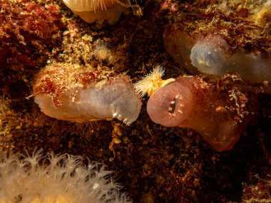 Ascidiacea 'nın yakın plan bir resmi, genellikle Ascidia' lılar ya da deniz fışkırtıcıları olarak bilinir. Fotoğraf: Hava Adaları, Skagerack Denizi, İsveç