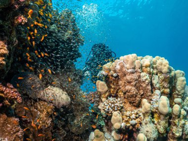 Deniz canlılarıyla dolu bir Kızıldeniz mercan resifi. Dişi bir dalgıç ve arka planda mavi su. Fotoğraf: Hurghada, Mısır