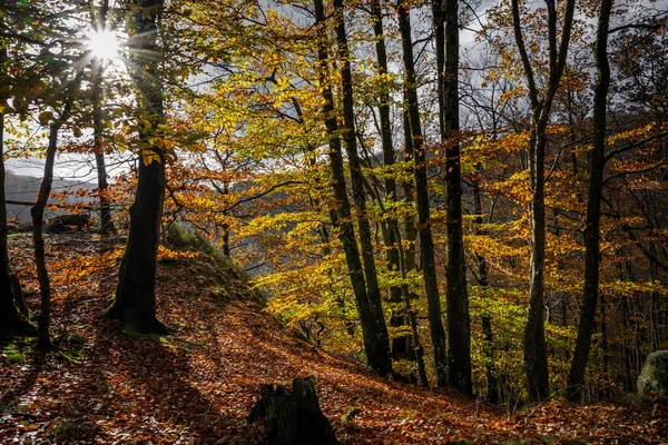 Прекрасный вид на красочный осенний лес. Фото из национального парка в Сконе, южная Швеция — стоковое фото