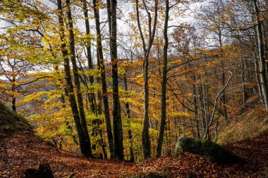 Renkli bir sonbahar ormanının güzel bir manzarası. Fotoğraf İsveç 'in güneyindeki Scania' daki bir milli parktan.