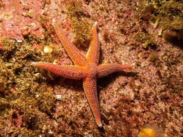 Un primer plano de una estrella de mar común, estrella de mar común o estrella de mar de azúcar, Asterias Rubens. Foto de las Islas del Tiempo, Suecia —  Fotos de Stock