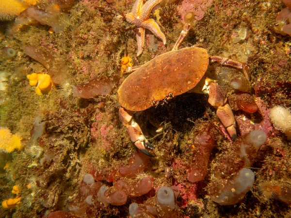 A closeup picture of a Cancer pagurus, also known as edible crab or brown crab. Picture from the Weather Islands, west Sweden — Stock Photo, Image