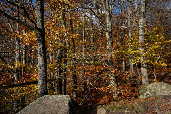 Una hermosa vista de un colorido bosque otoñal. Foto de un parque nacional en Scania, sur de Suecia —  Fotos de Stock