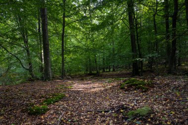 Ormandaki güzel bir açıklık güneş ışığıyla aydınlandı. Fotoğraf Ringsjon, Scania, Güney İsveç 'ten.