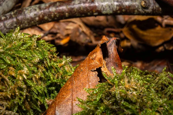 Um quadro de close-up de uma folha de outono marrom em musgo verde. Imagem de Bokskogen, Malmo, Suécia — Fotografia de Stock