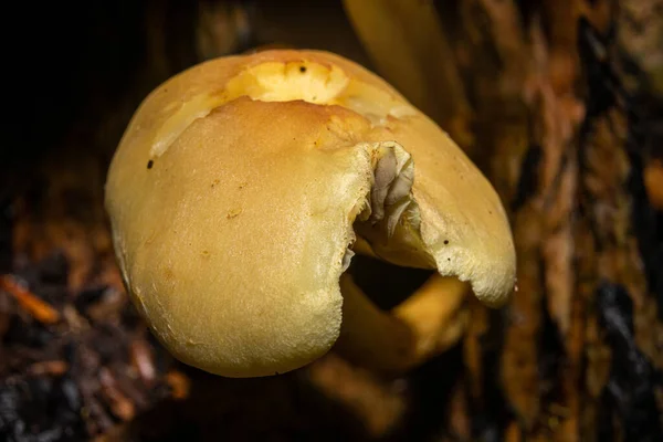 Une image rapprochée d'un champignon dans une forêt. De la mousse verte en arrière-plan. Photo de Bokskogen, Malmo, Suède — Photo