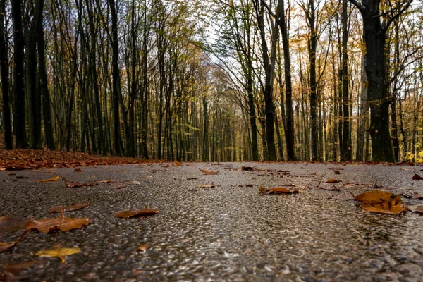 Farklı bir yol manzarası ve renkli bir sonbahar ormanı. Fotoğraf İsveç 'in güneyindeki Scania' daki bir milli parktan. — Stok fotoğraf