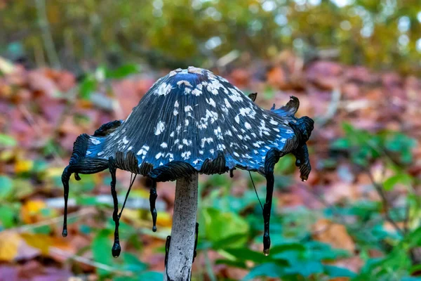 Une photo d'un champignon noir dans une forêt. Fond flou avec des feuilles d'automne — Photo