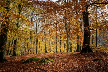 Renkli bir sonbahar ormanı manzarası. Fotoğraf İsveç 'in güneyindeki Scania' daki bir milli parktan.