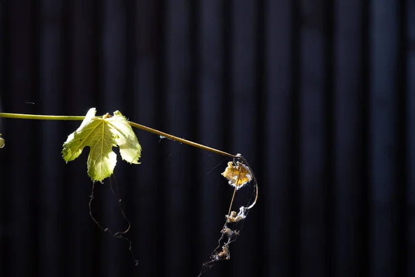 Un primer plano de una rama de vid iluminada por un rayo de sol — Foto de Stock