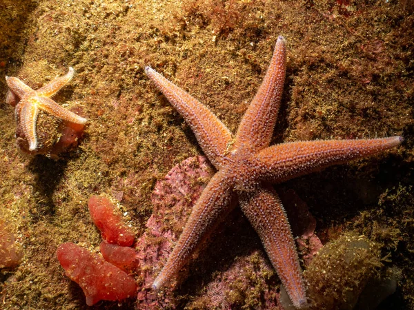 A closeup picture of a common starfish, common sea star or sugar starfish, Asterias Rubens. Picture from the Weather Islands, Sweden — Stock Photo, Image