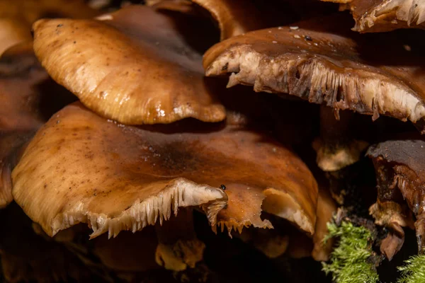 Крупный план грибка в лесу. Зеленый мох на заднем плане. Фото из Bokskogen, Malmo, Швеция — стоковое фото
