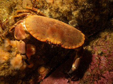 Yaygın bir deniz yıldızı, yaygın bir deniz yıldızı veya şeker denizyıldızı olan Asterias Rubens 'in yakın plan fotoğrafı. Fotoğraf İsveç, Hava Adaları 'ndan.