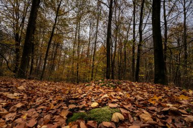 Sonbahar renklerinde bir Avrupa kayın ormanının güzel bir manzarası. Fotoğraf: İskandinav, Güney İsveç