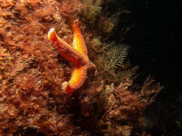 A closeup picture of a common starfish, common sea star or sugar starfish, Asterias Rubens. Picture from the Weather Islands, Sweden — Stock Photo, Image