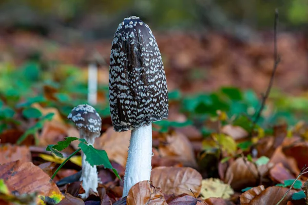 Uma foto de um fungo marrom em uma floresta. Fundo embaçado com folhas de outono — Fotografia de Stock