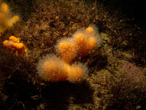 Een close-up foto van een voedende zachte koraal dode mensenvingers of Alcyonium digitatum. Foto van de Weereilanden, Skagerrak Zee, Zweden — Stockfoto