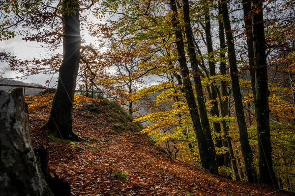 カラフルな秋の森の美しい景色。スウェーデン南部のスカニアの国立公園からの写真 — ストック写真