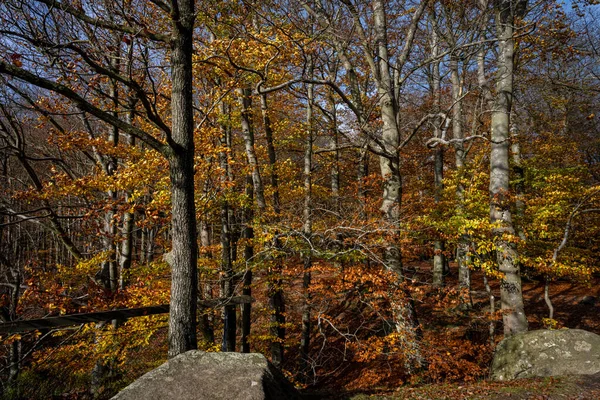 Una hermosa vista de un colorido bosque otoñal. Foto de un parque nacional en Scania, sur de Suecia —  Fotos de Stock