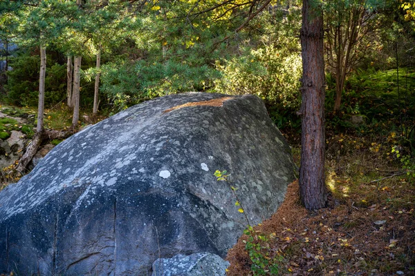 森の中の木の間の岩。スウェーデン、ヴァストラ・ゴータランド県ハンブルズントの写真 — ストック写真