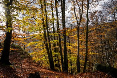 Renkli bir sonbahar ormanı manzarası. Fotoğraf İsveç 'in güneyindeki Scania' daki bir milli parktan.
