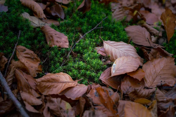 Un primer plano de musgo verde en un bosque de hayas europeo en colores otoñales. Foto de Scania, sur de Suecia — Foto de Stock