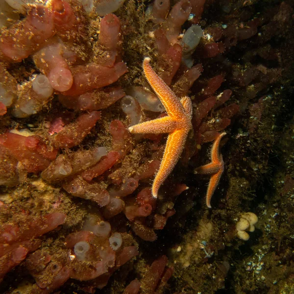 A closeup picture of a common starfish, common sea star or sugar starfish, Asterias Rubens. Picture from the Weather Islands, Sweden — Stock Photo, Image