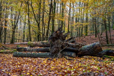 Renkli bir sonbahar ormanı manzarası. Fotoğraf İsveç 'in güneyindeki Scania' daki bir milli parktan.