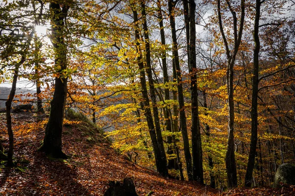 Una splendida vista della colorata foresta autunnale. Immagine da un parco nazionale in Scania, Svezia meridionale — Foto Stock