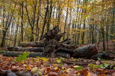 Renkli bir sonbahar ormanı manzarası. Fotoğraf İsveç 'in güneyindeki Scania' daki bir milli parktan.