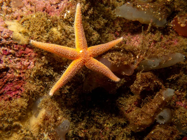 Yaygın bir deniz yıldızı, yaygın bir deniz yıldızı veya şeker denizyıldızı olan Asterias Rubens 'in yakın plan fotoğrafı. Fotoğraf İsveç, Hava Adaları 'ndan.