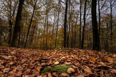 Sonbahar renklerinde bir Avrupa Kayın Ormanı. Fotoğraf: İskandinav, Güney İsveç