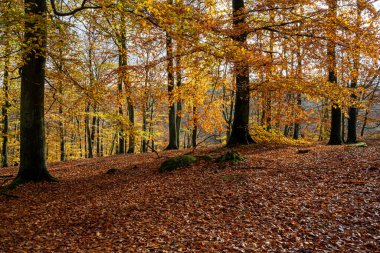 Renkli bir sonbahar ormanı manzarası. Fotoğraf İsveç 'in güneyindeki Scania' daki bir milli parktan.