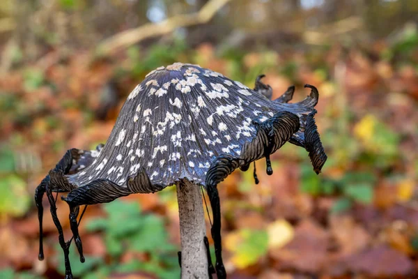 森林里的一种褐色真菌的图片。秋叶斑驳的背景 — 图库照片