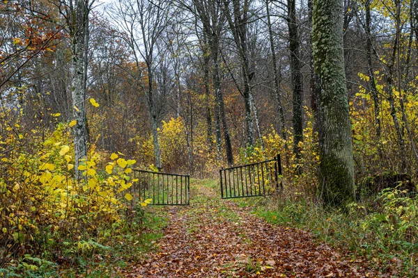 カラフルな秋の森の中の門の美しい景色。スウェーデンのスカニア郡の写真 — ストック写真