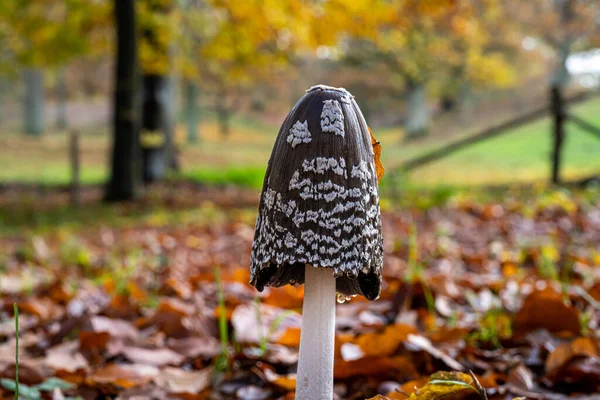 Uma foto de um fungo marrom em uma floresta. Fundo embaçado com folhas de outono — Fotografia de Stock