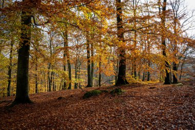 Renkli bir sonbahar ormanı manzarası. Fotoğraf İsveç 'in güneyindeki Scania' daki bir milli parktan.
